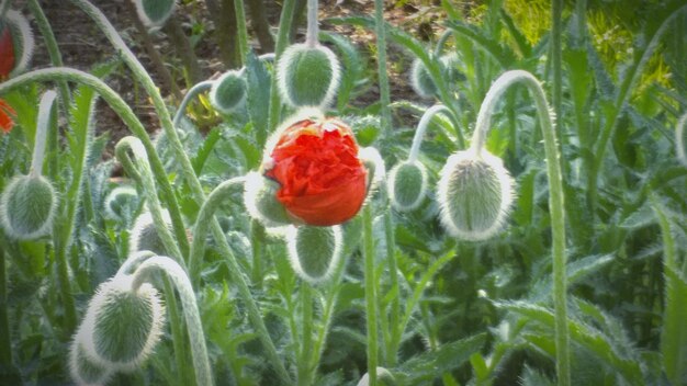 Close-up of poppy flowers