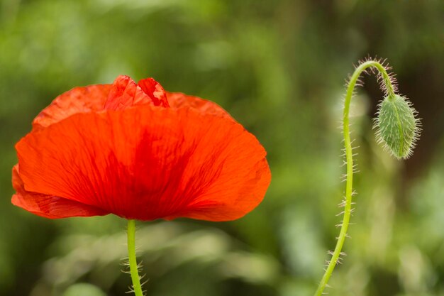 Close-up of poppy growing outdoors