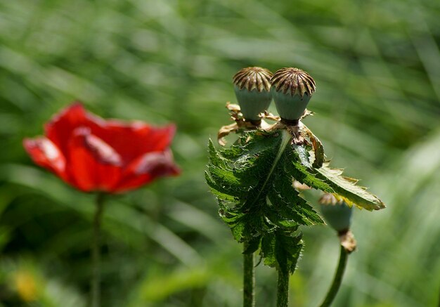 Photo close-up of poppy plant