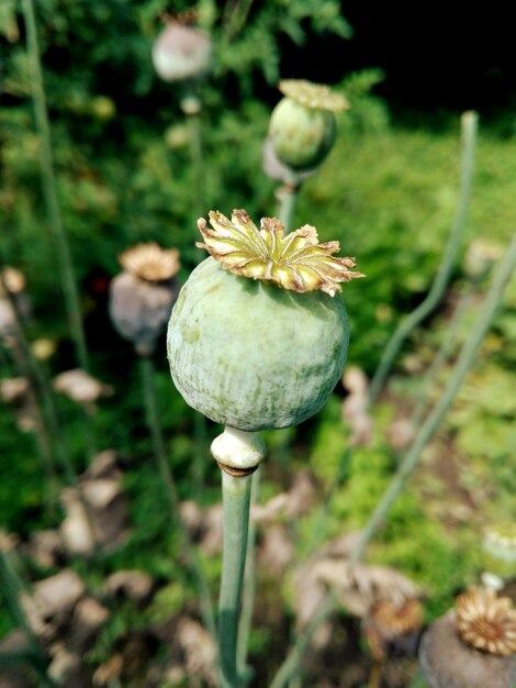 Close-up of poppy on plant