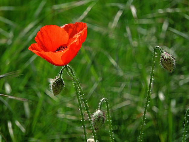 Close-up of poppy with buds growing outdoors