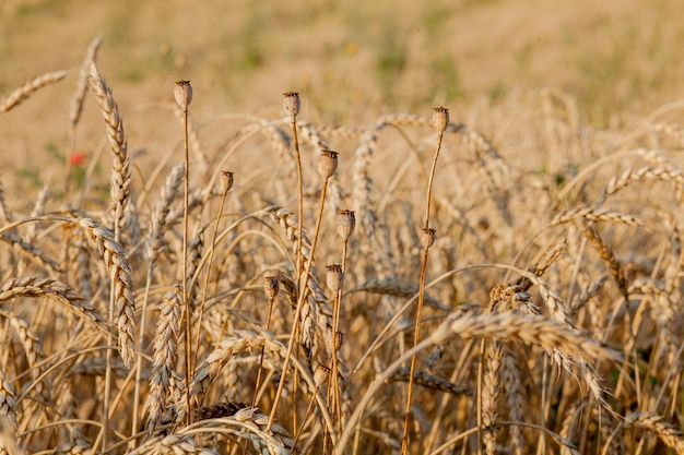 Chiuda in su del papavero nel campo di grano giallo