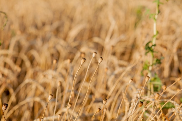 Close Up of poppy in yellow wheat field