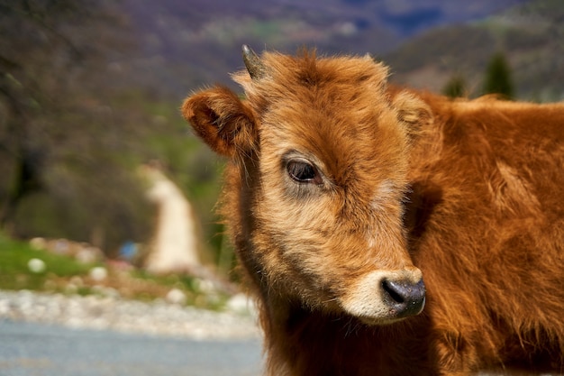 Close-up of a porter of a shaggy cow.