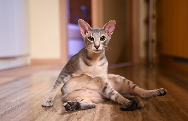 Close-up portrait of adorable Peterbald shorthair oriental grey sphynx with green eyes and big ears. Domestic cat curiosity looks at camera sitting in a funny pose on the floor