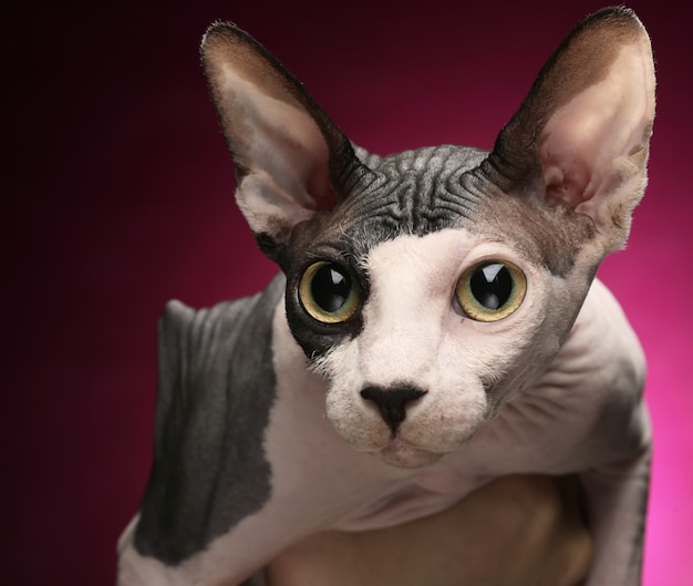 Close-up portrait of adult hairless Don Sphinx