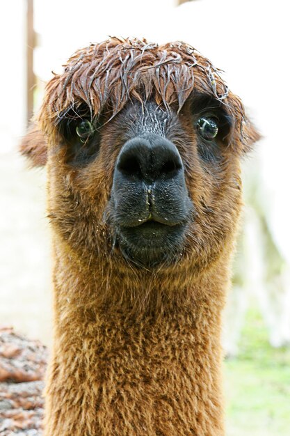 Photo close-up portrait of an alpaca