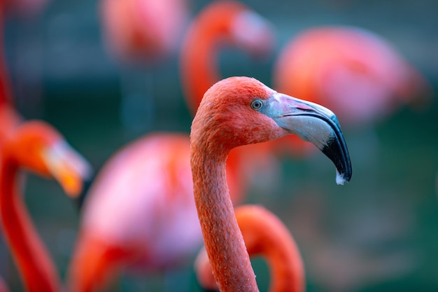 Close up portrait of american or caribbean flamingo phoenicopterus ruber flamingos or flamingoes are