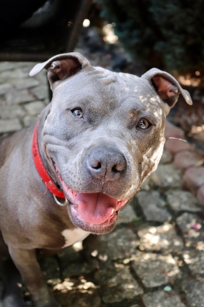 Foto ritratto da vicino di un cane amstaff