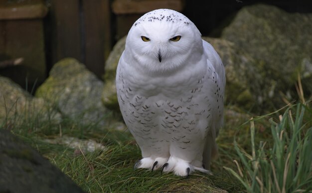 Close-up portrait of an animal on field