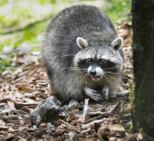 Photo close-up portrait of animal on land