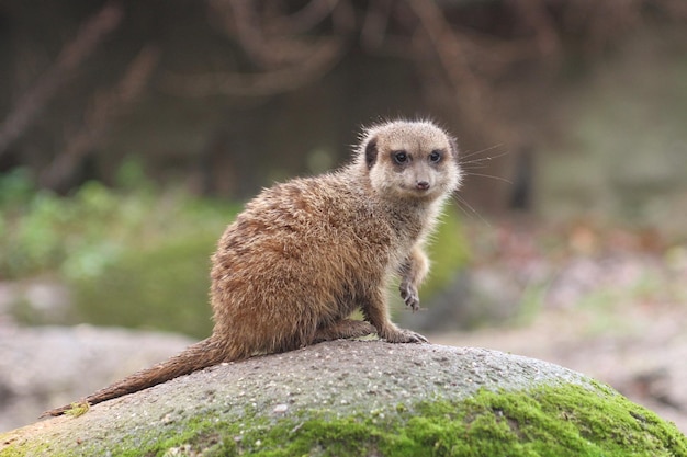 岩の上の動物のクローズアップ肖像画