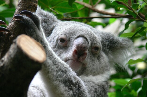 Close-up portrait of animal on tree