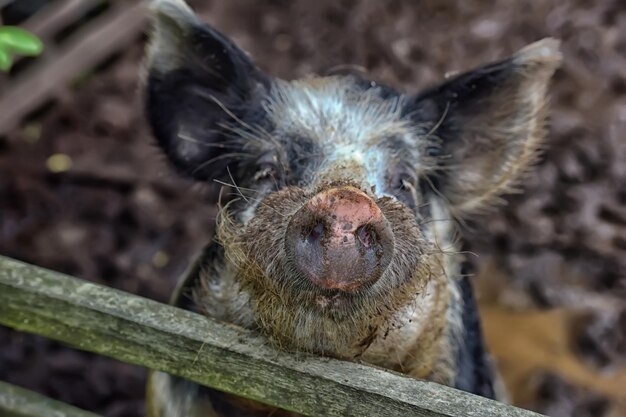 Foto ritratto di un animale da vicino