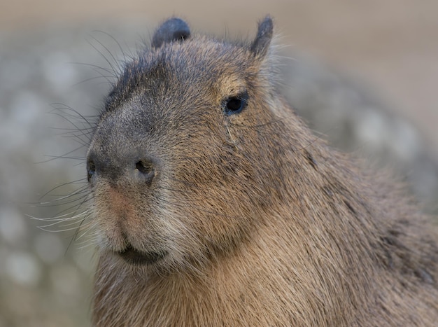 close-up portrait of animal