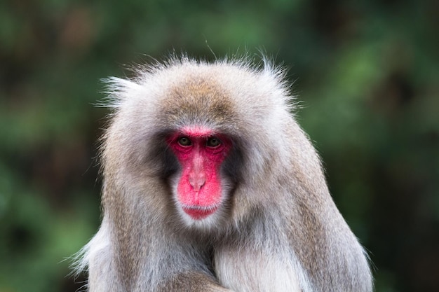 Close-up portrait of an animal