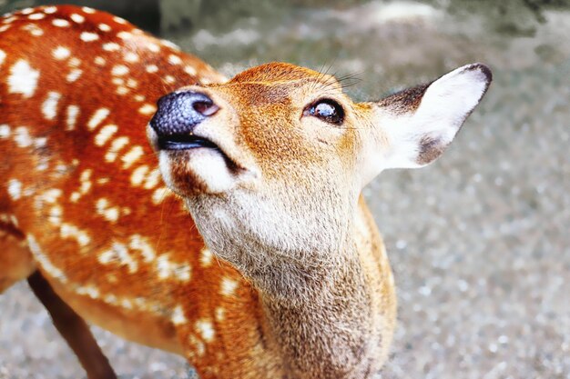 Close-up portrait of an animal