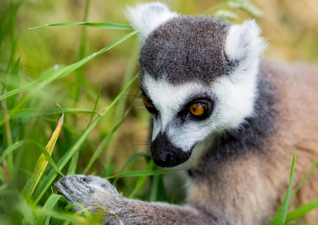 Close-up portrait of an animal