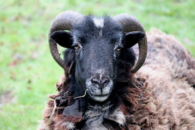 Photo close-up portrait of an animal