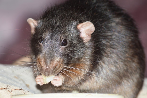 Photo close-up portrait of an animal