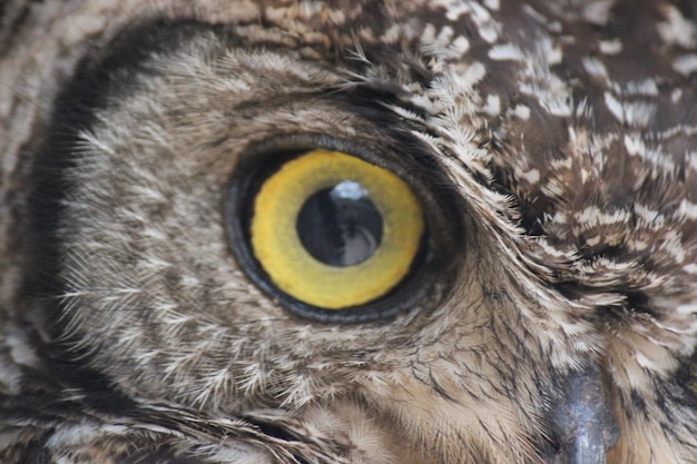 Photo close-up portrait of an animal