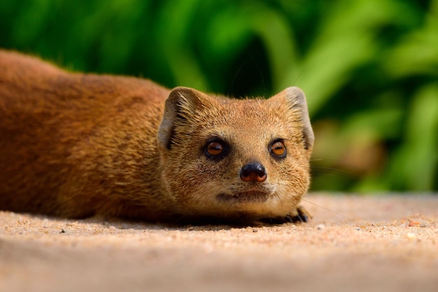 Photo close-up portrait of animal