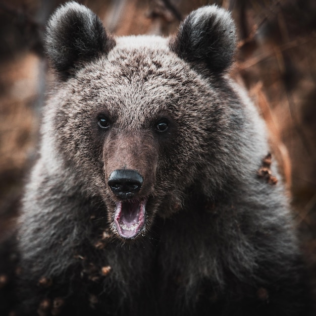 close-up portrait of an animal