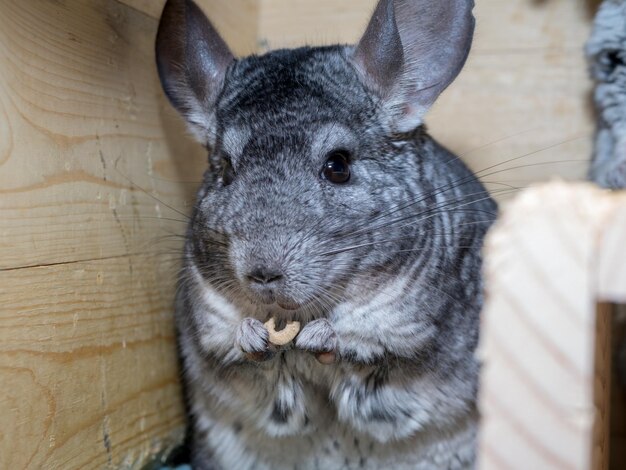 Photo close-up portrait of an animal