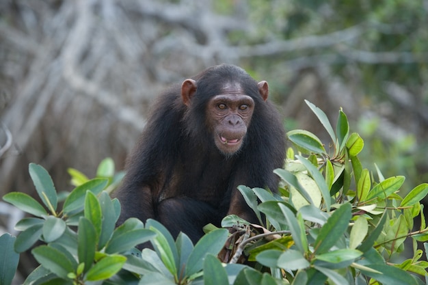 Close up portrait of a baby chimpanzee