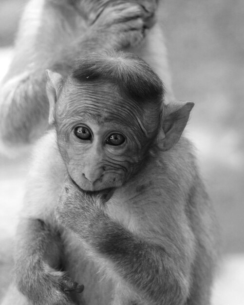 Close-up portrait of baby monkey looking at camera