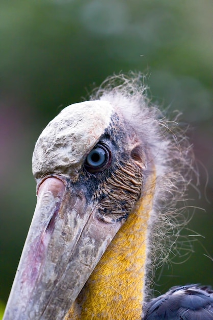 Close up portrait of a Bangau tongtong Leptoptilos javanicus