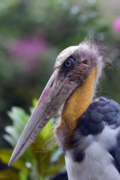 Close up portrait of a Bangau tongtong Leptoptilos javanicus