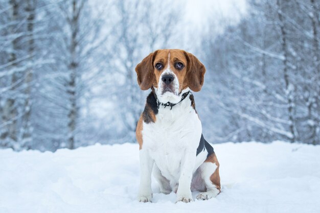 Close up portrait of a Beagle dog in winter