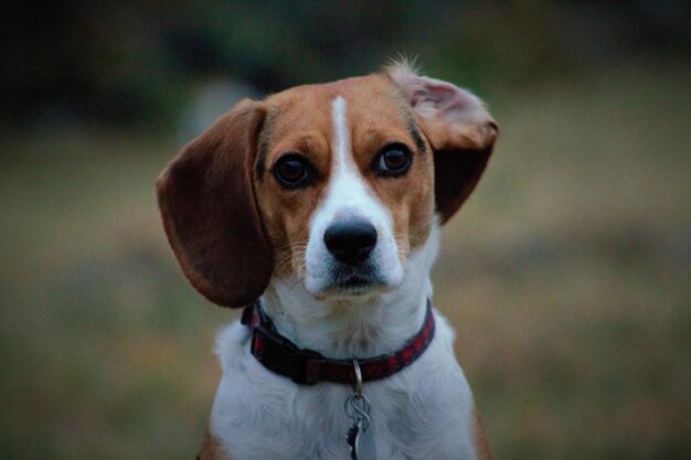 Photo close-up portrait of beagle