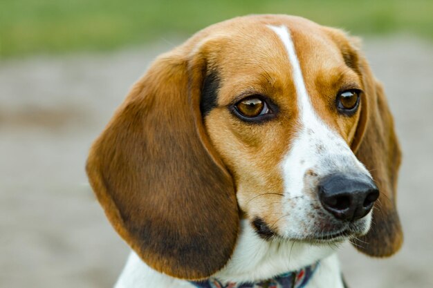 Photo close-up portrait of beagle