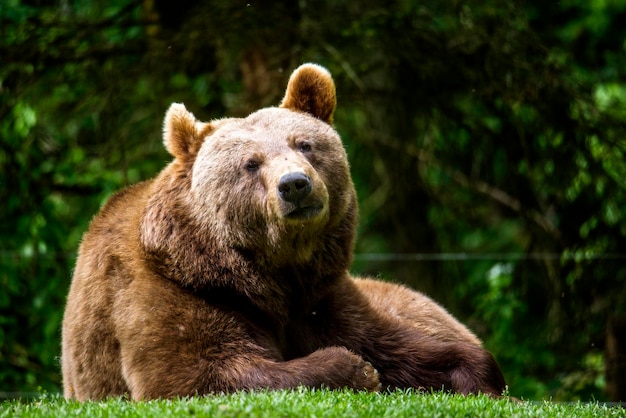 草原に横たわっているクマのクローズアップ肖像画