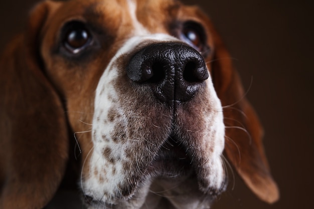 Close-up Portrait of beautiful american beagle dog