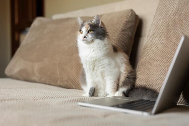 Foto ritratto ravvicinato su bellissimo gatto