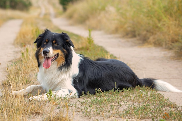 自然の中で美しい犬のクローズ アップの肖像画