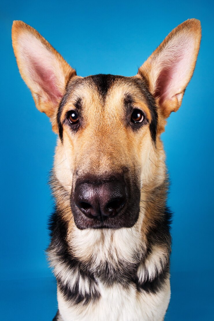 青い背景の上の美しいジャーマンシェパード犬の肖像画をクローズアップ