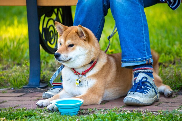 夏に緑の芝生に座って美しく、幸せな赤柴犬子犬の肖像画を間近します。