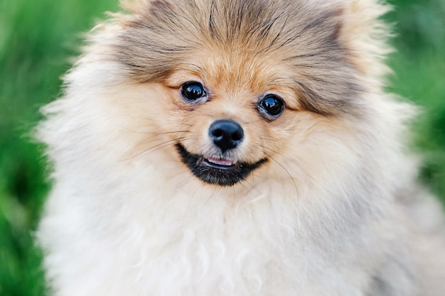 공원에서 귀여운 미소로 아름다운 강아지 포메라니안의 초상화를 닫습니다