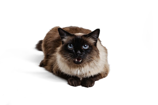 Портрет крупным планом красивой тайской кошки с голубыми глазами, изолированными на белом.