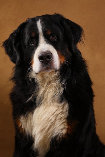 Ritratto del primo piano di un cane da montagna bernese seduto in studio