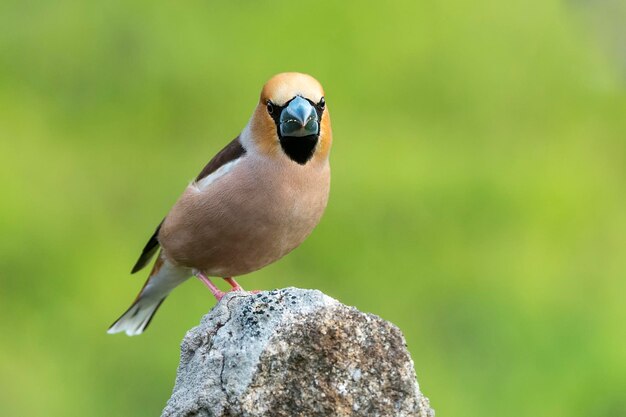Foto ritratto da vicino di un uccello appoggiato su una roccia