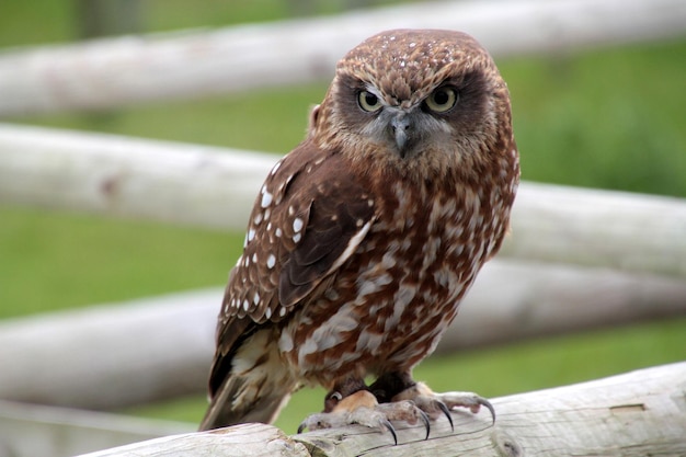 Photo close-up portrait of bird perching on wood