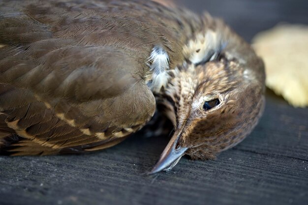 Foto ritratto da vicino di un uccello in riposo