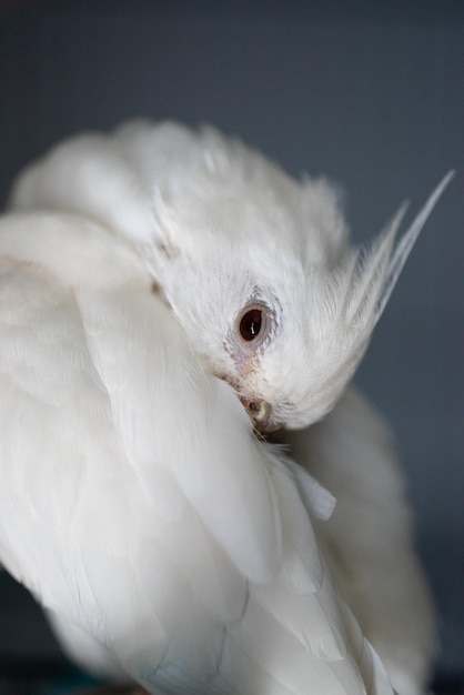 Foto ritratto di un uccello da vicino