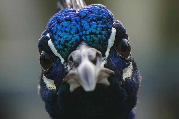 Foto ritratto di un uccello da vicino