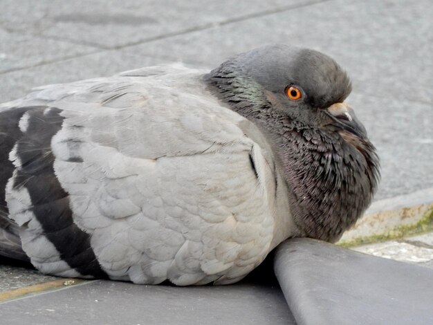 Foto ritratto di un uccello da vicino